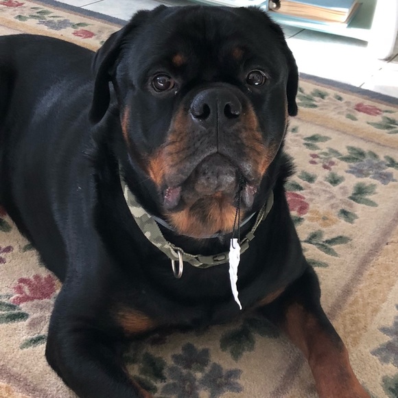 Meet your Posher, Kim - Picture 1 of 1